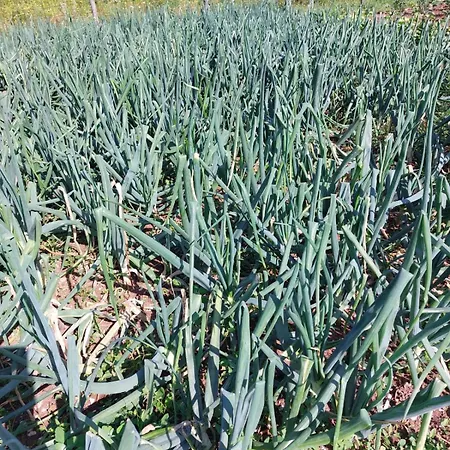 Δωμάτια σε οικογενειακή κατοικία Sunny Valley