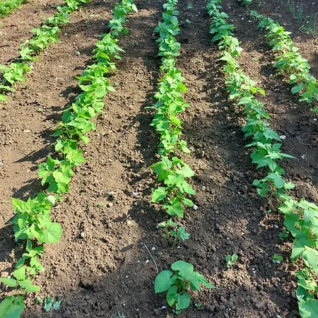 Sunny Valley * Krupa