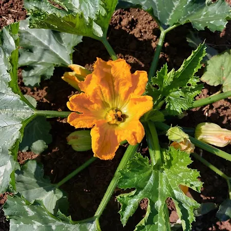 Δωμάτια σε οικογενειακή κατοικία Sunny Valley