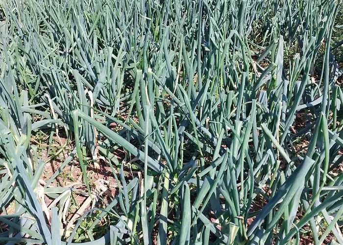 Проживание в семье Sunny Valley