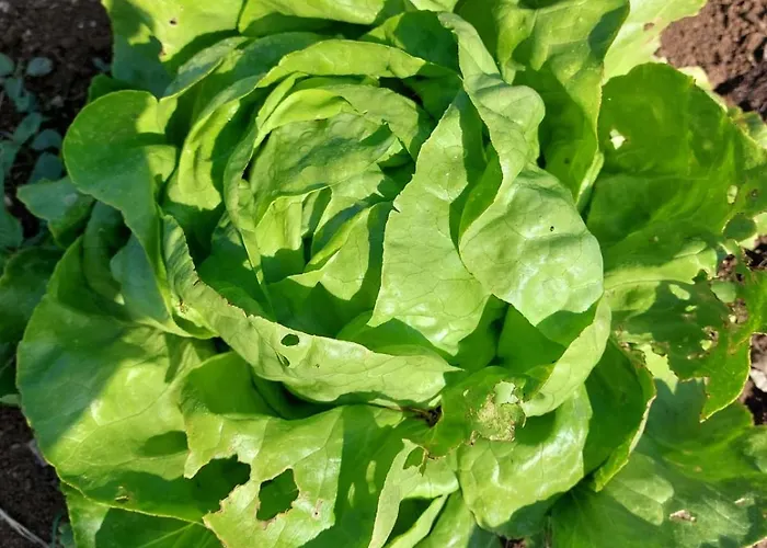 Sunny Valley Проживание в семье *