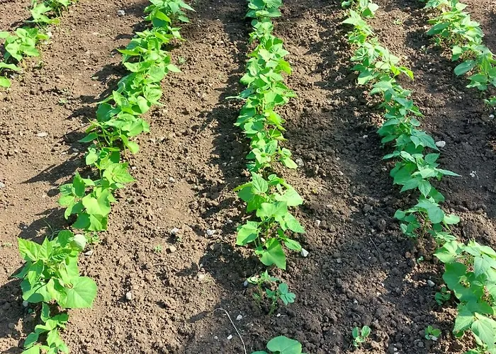 Sunny Valley * Krupa