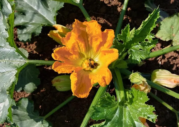 Homestay szállás Sunny Valley